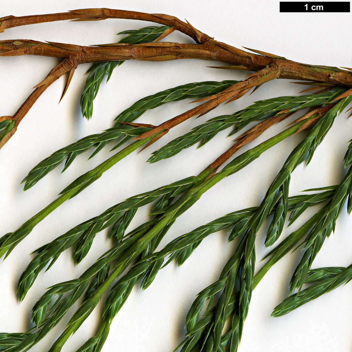 High resolution image: Family: Cupressaceae - Genus: Juniperus - Taxon: recurva - SpeciesSub: var. recurva